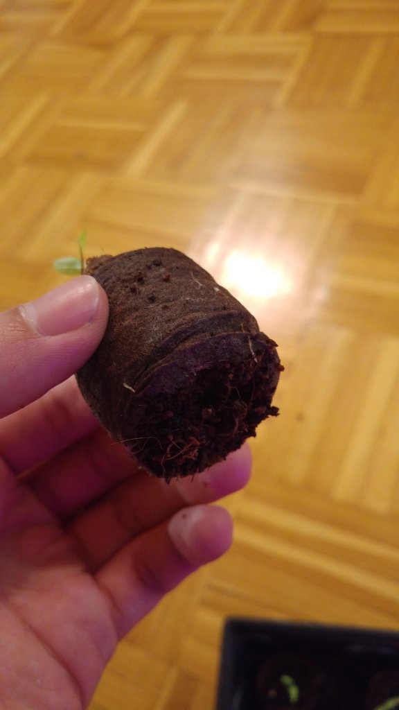 Jalapeno rot Wurzeln