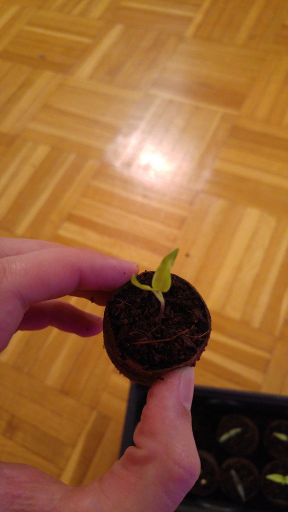 Jalapeno rot