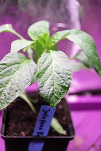 Jalapeno Rot