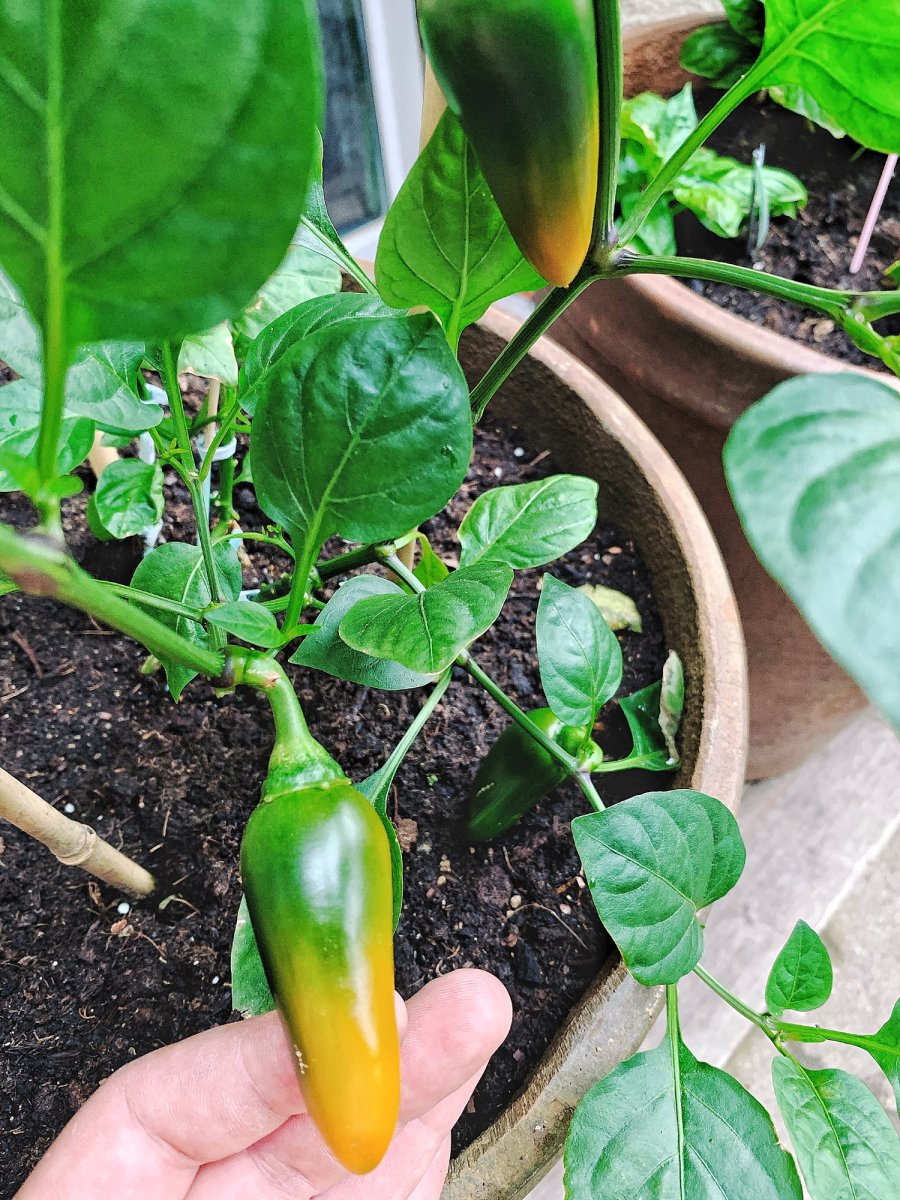 Jalapeño Y v. Hans