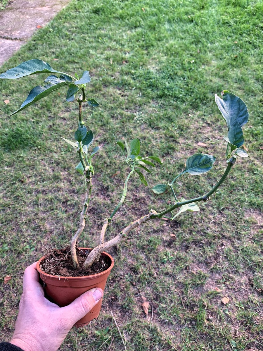 Jalapeño Yellow