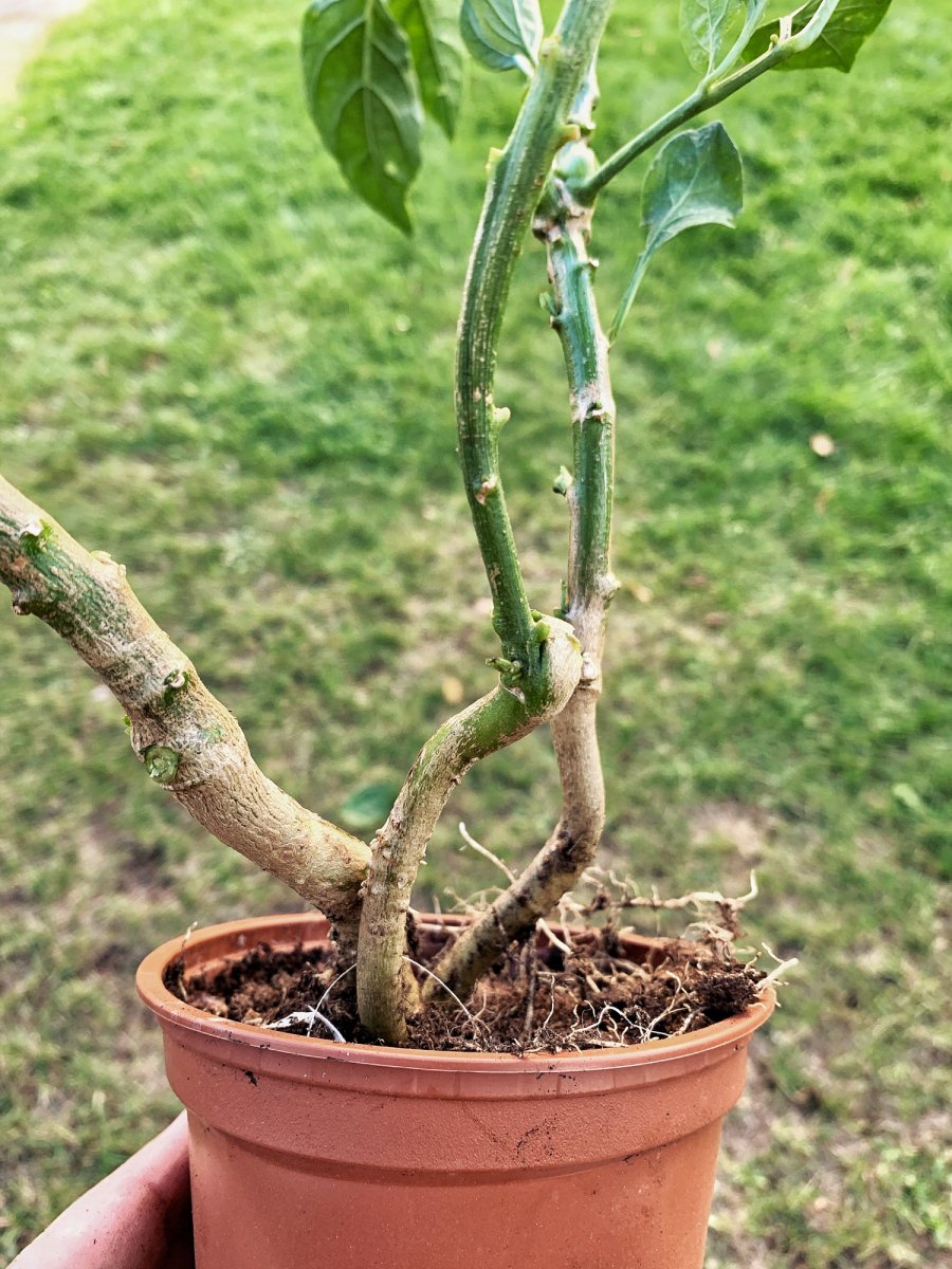 Jalapeño Yellow