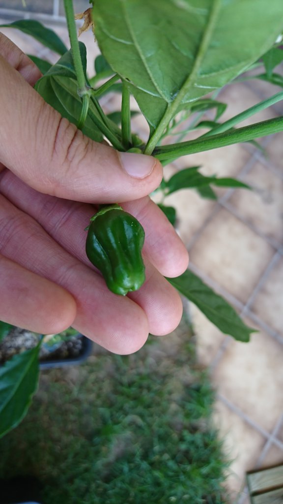 "Jalapeno"