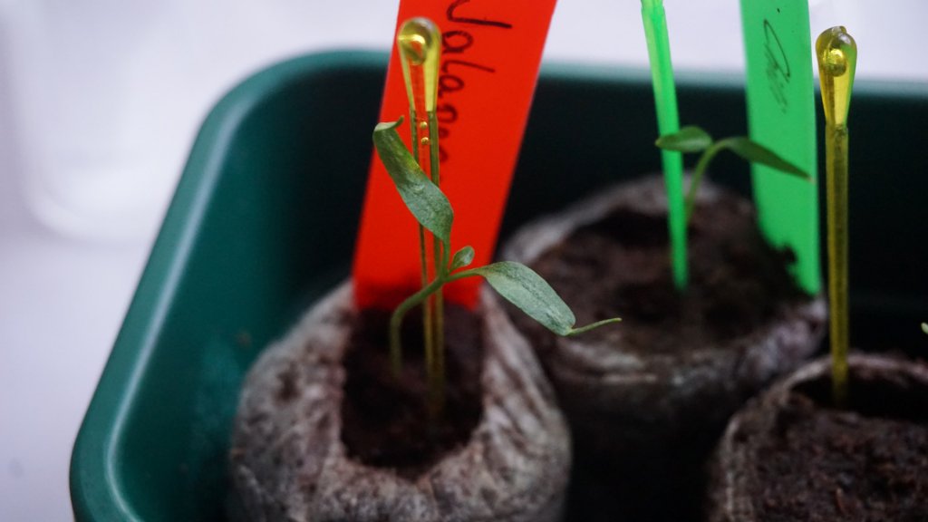 Jalapeno