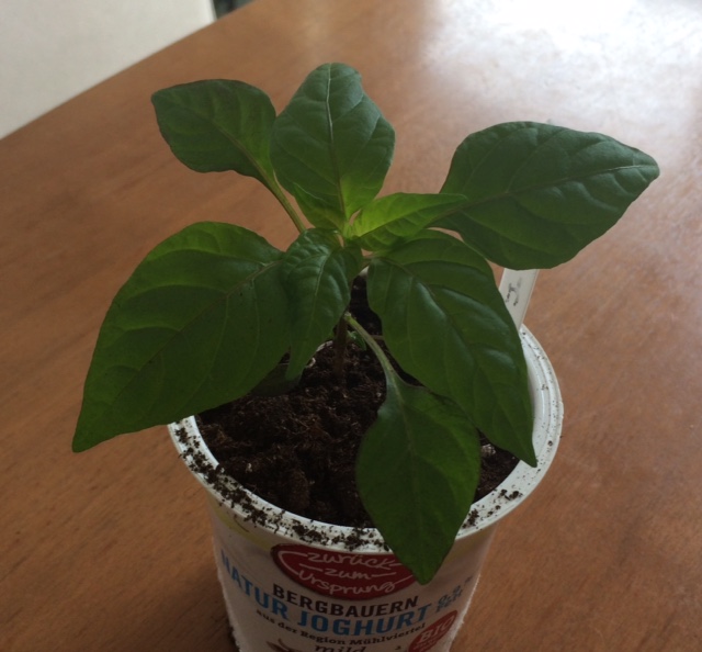 Jalapeno