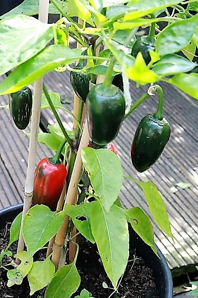 Jalapeno ?