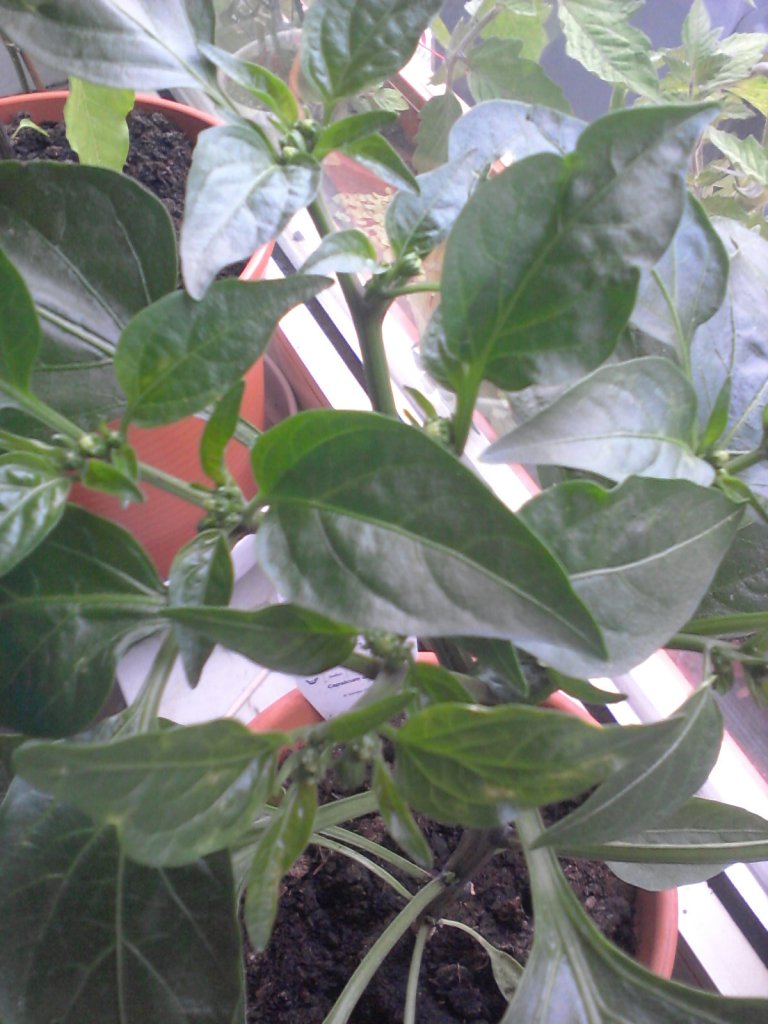 Jalapeno