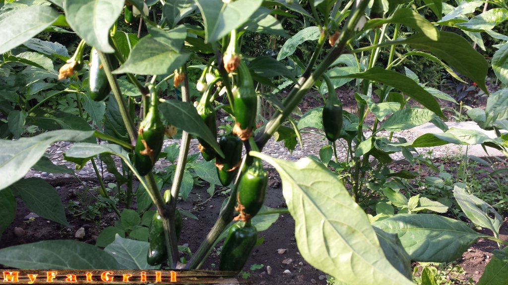 Jalapeno
