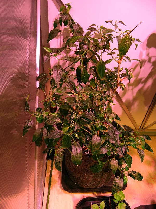 Jalapeno_Brown_20161125