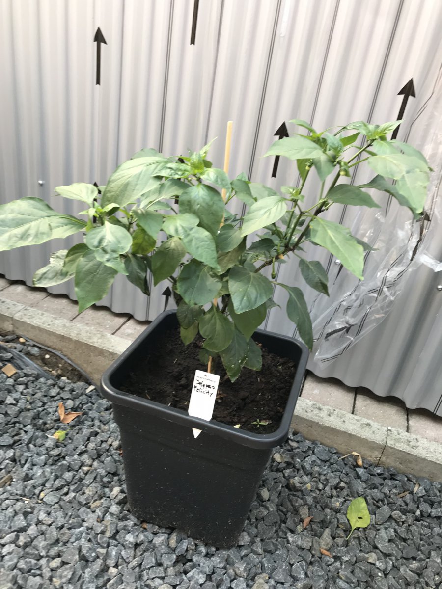 JalapenoFelicity.jpg