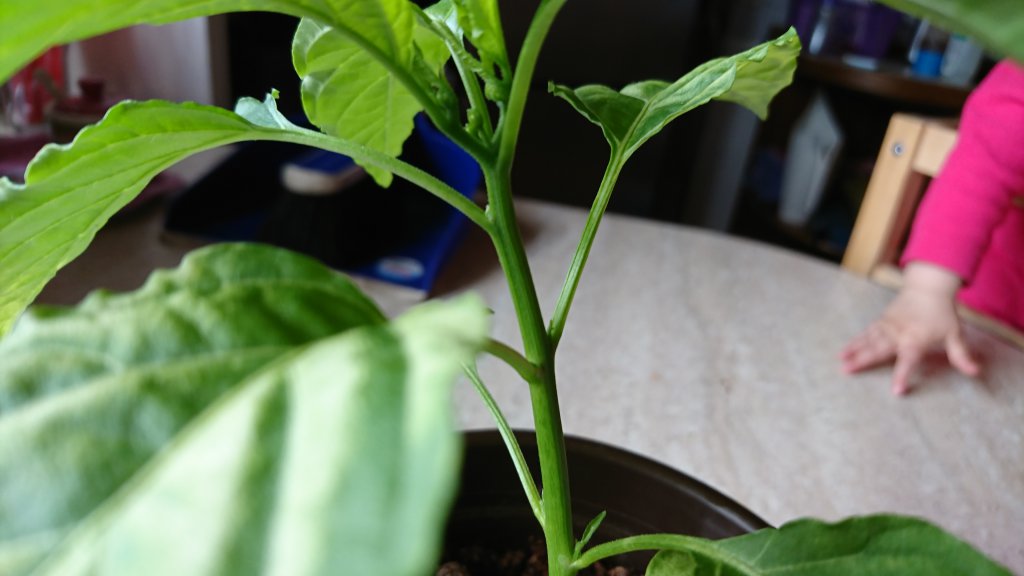 Jalapenoknospe 02.05.17