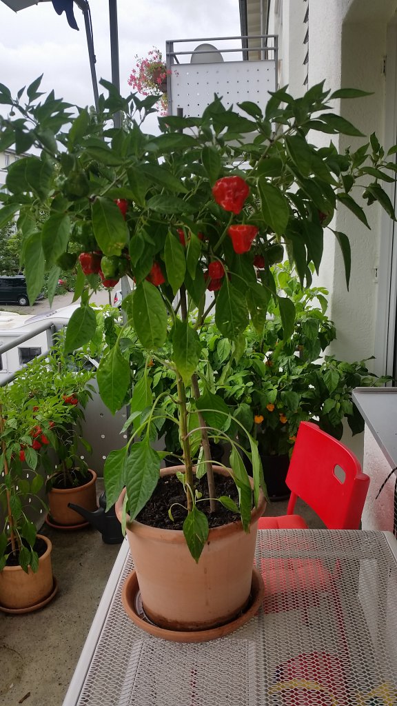 Jamaican Red Hot
