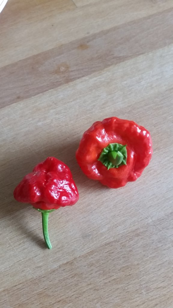 Jamaican Red Hot
