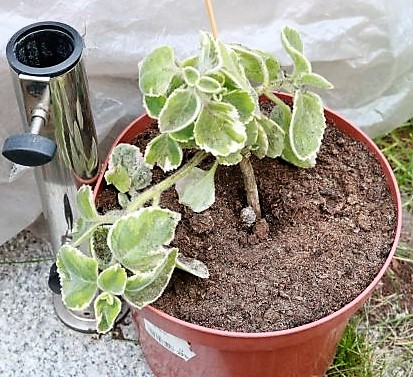 Jamaika Thymian