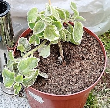 Jamaika Thymian
