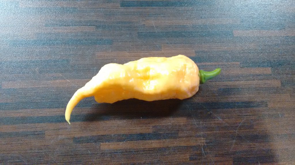 Jays Peach Ghost Scorpion
