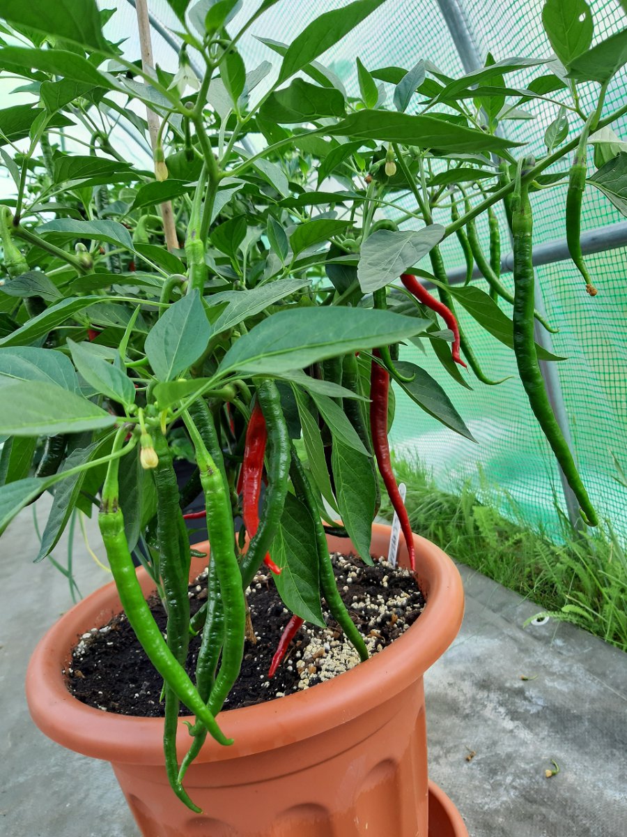 Joe´s Long Cayenne 4.8.