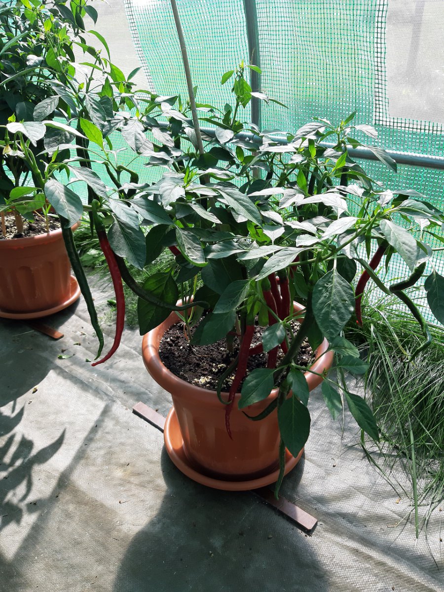 Joe´s Long Cayenne 7.9.
