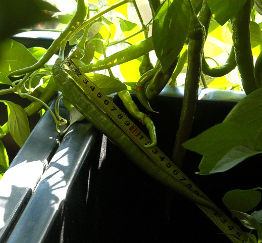 Joe´s long