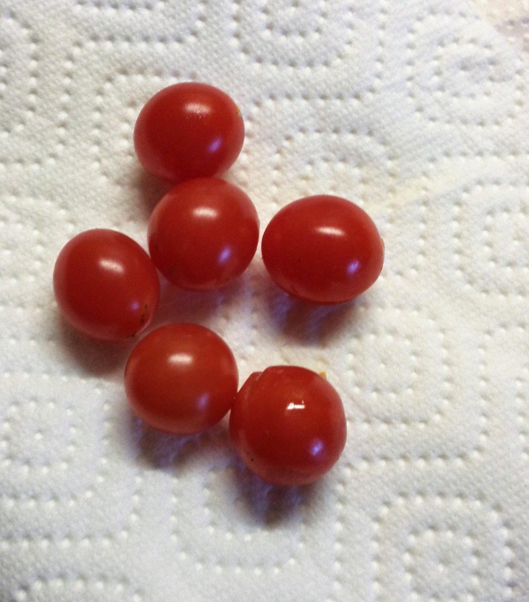 Johannisbeer Wildtomate