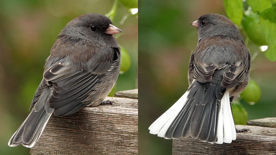 Junco