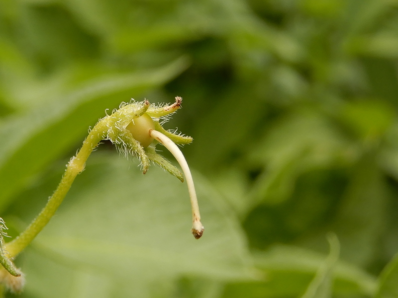 Kartoffelfrucht