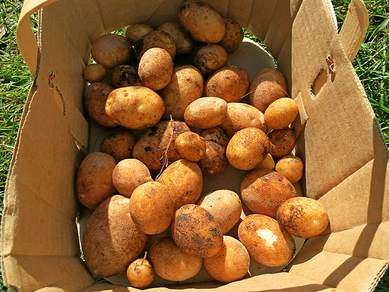 Kartoffeln