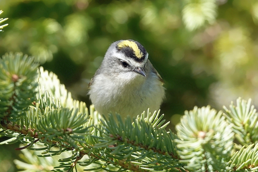 Kinglet