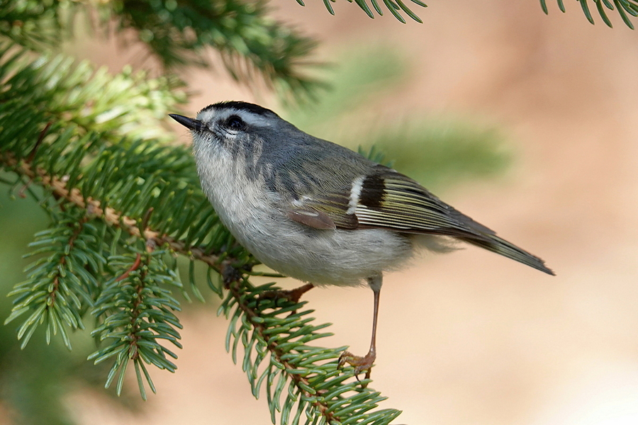 Kinglet