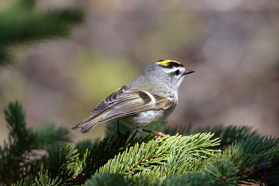 Kinglet