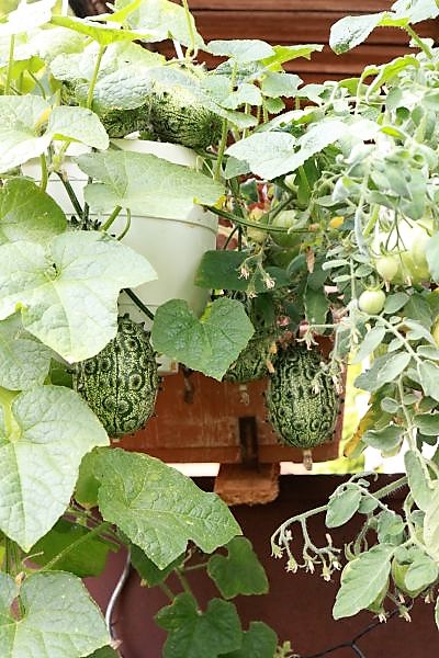 Kiwano Honiggurke
