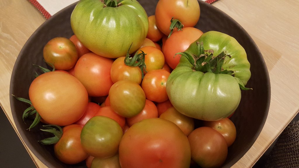 Kleine Tomatenernte 01.10.17