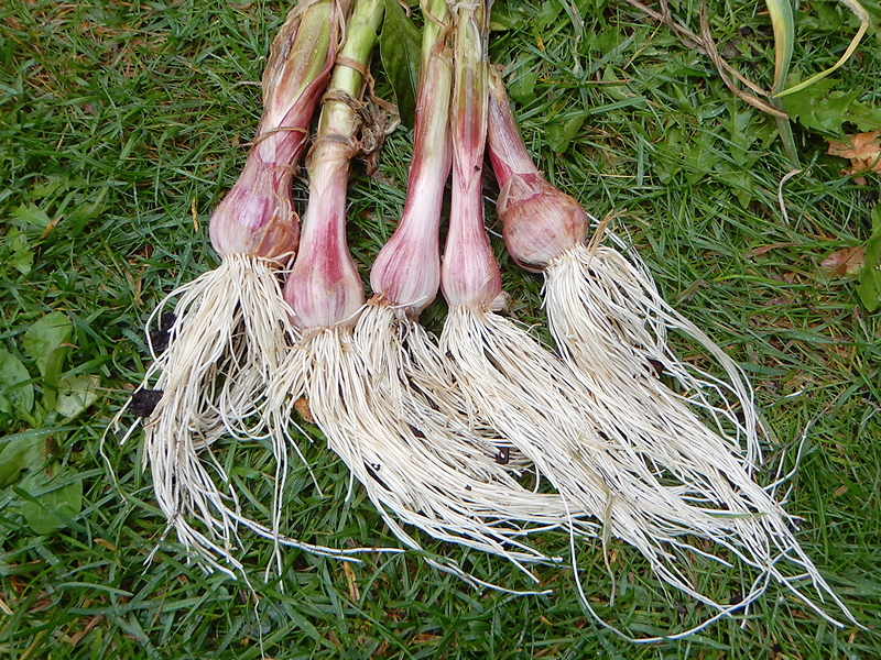 Knoblauch