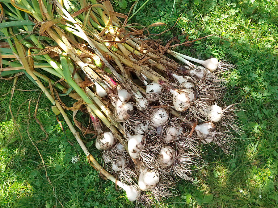 Knoblauch_2020_51.jpg