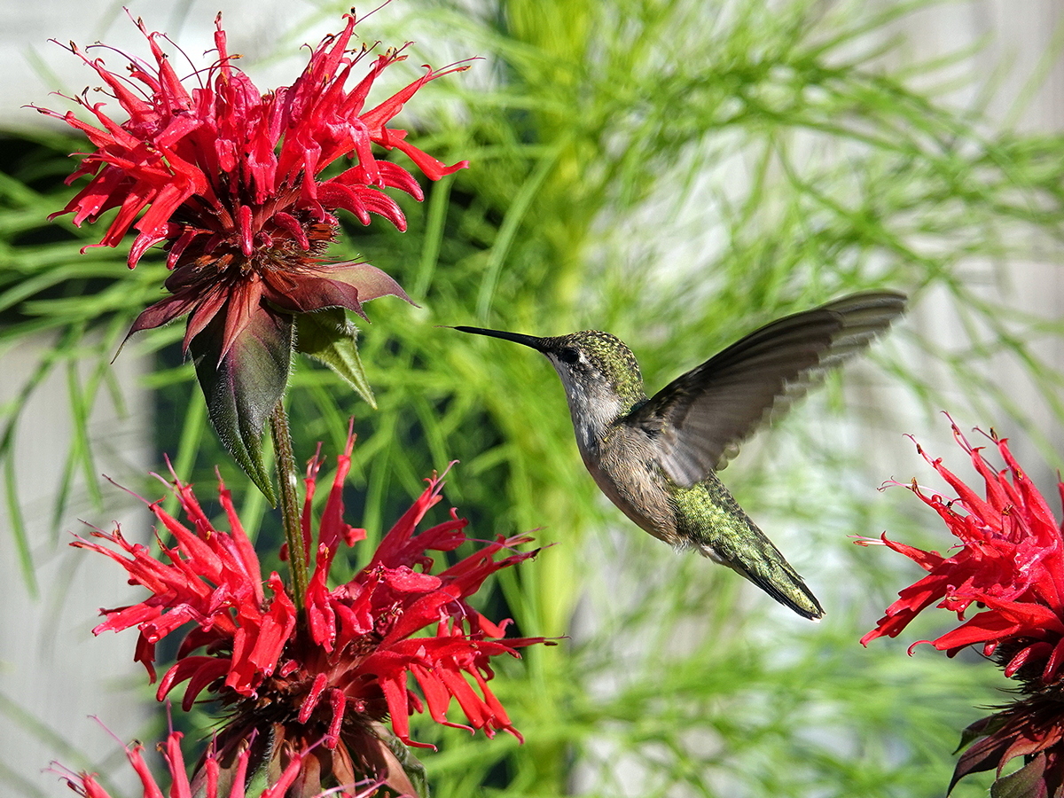 Kolibri