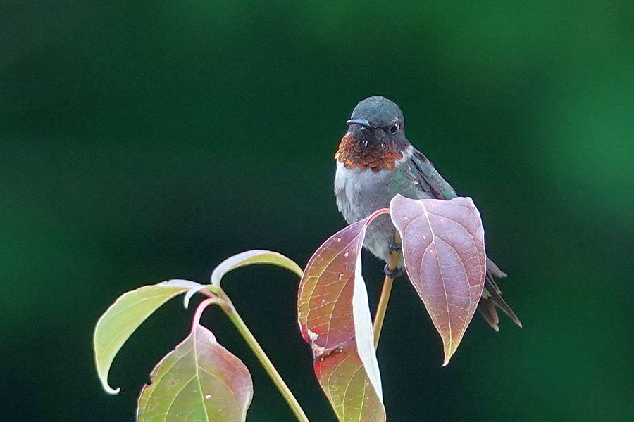 Kolibri