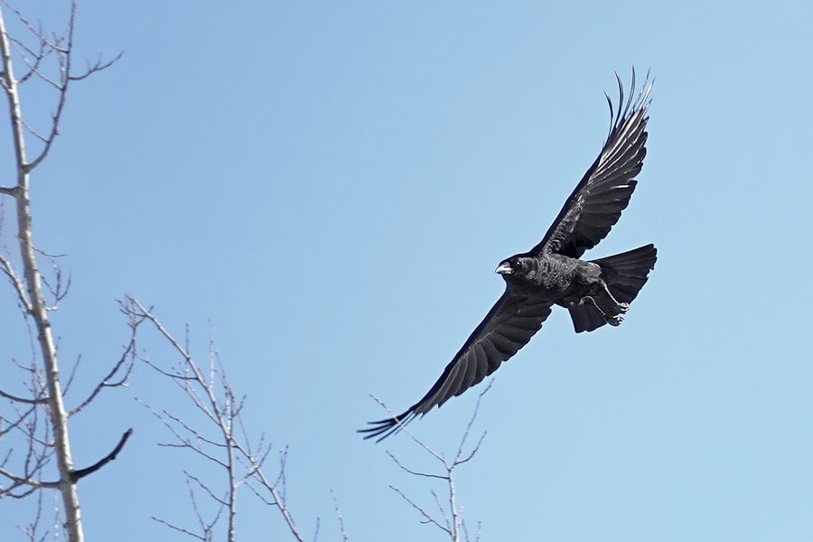 Krähe im Flug