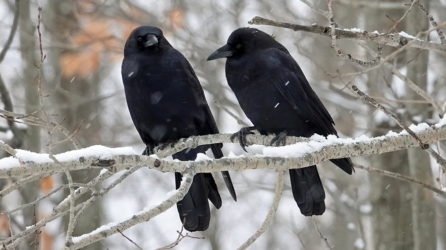 Kraehen im Winter
