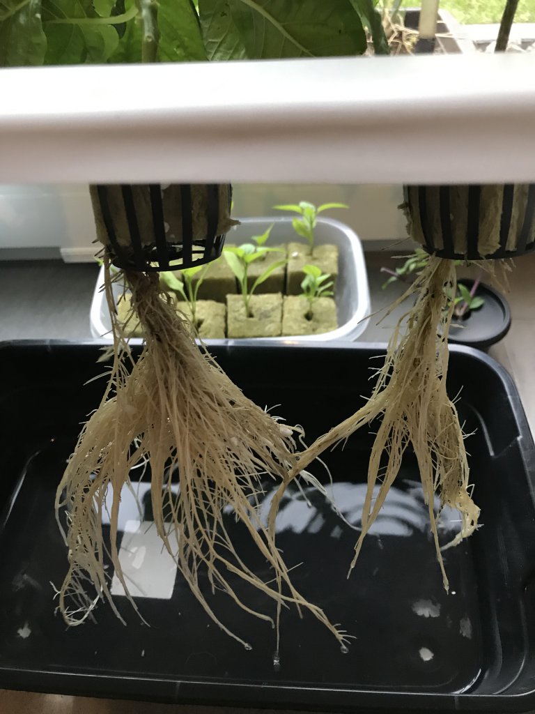 Kratky Wurzeln