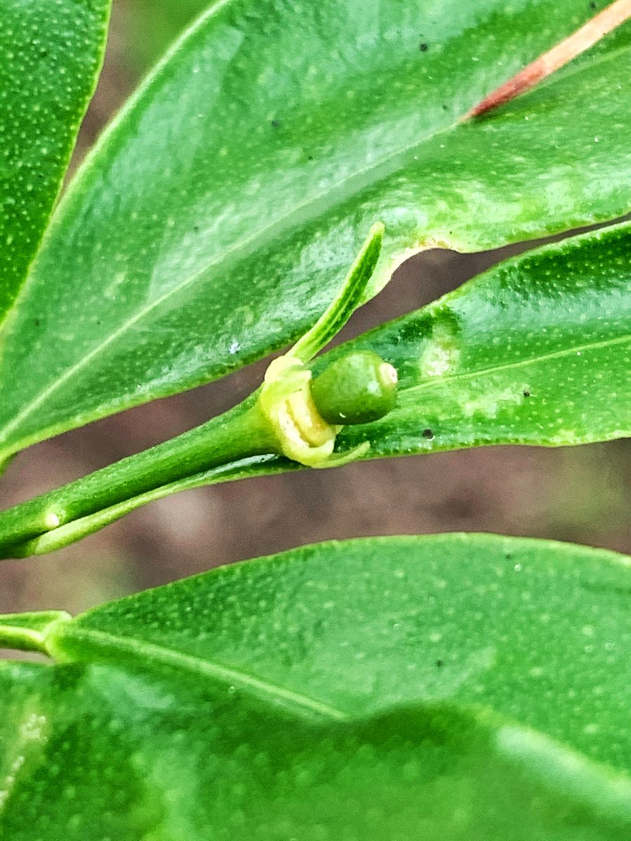 Kumquat