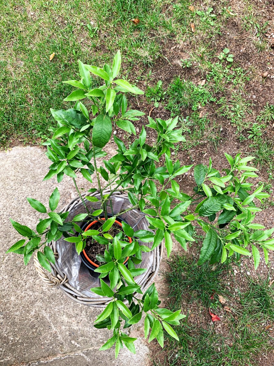 Kumquat