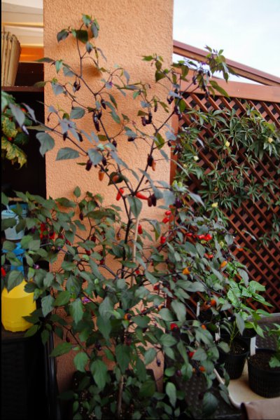 Ladybug