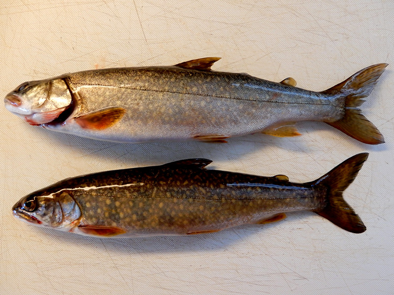 Lake Trout