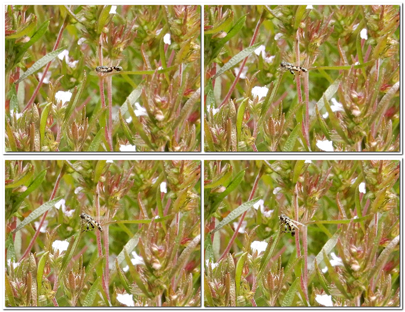 Landende 5mm große Schwebfliege