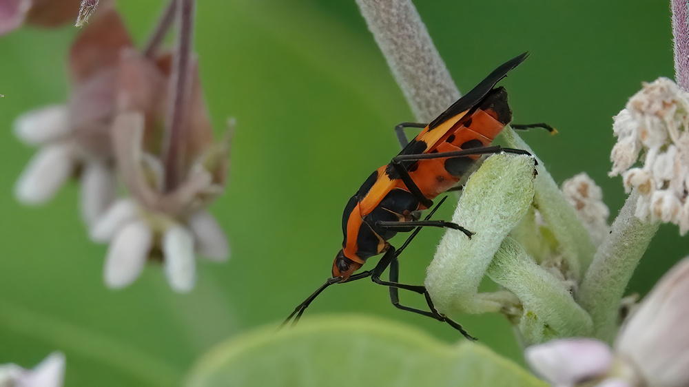 Large Milkweed Bug