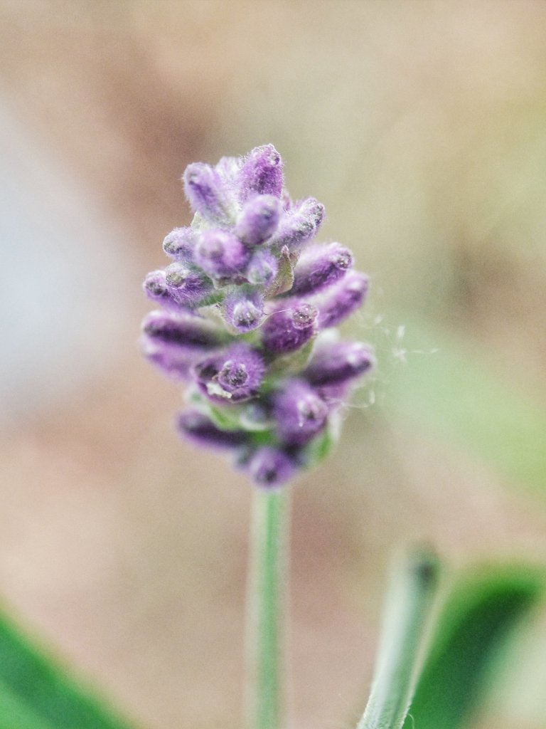 Lavendel