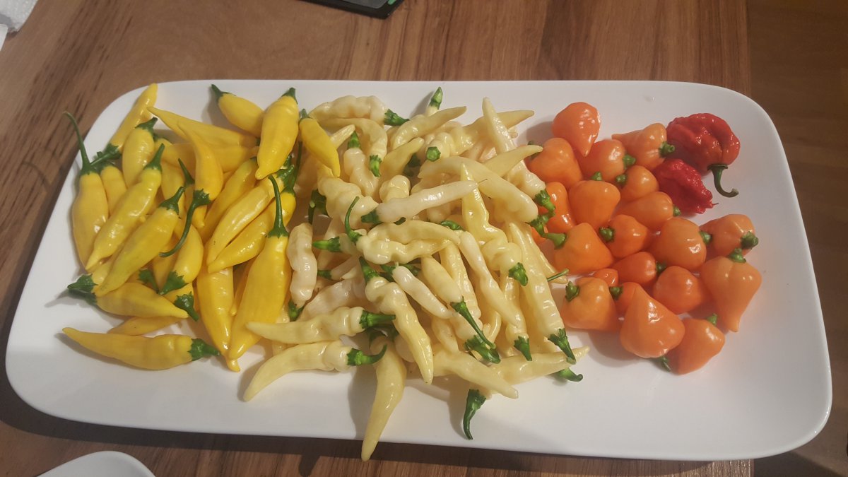 Lemon Drop, Murupi Amarela, Orange Lantern, Carolina Reaper