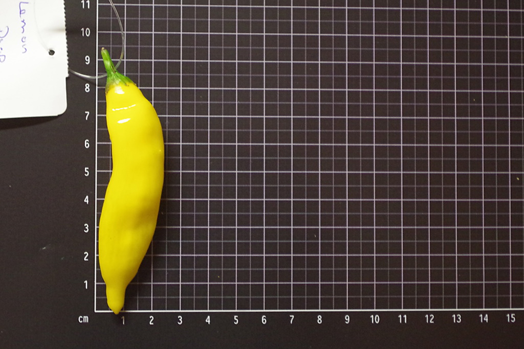 Lemon Drop
