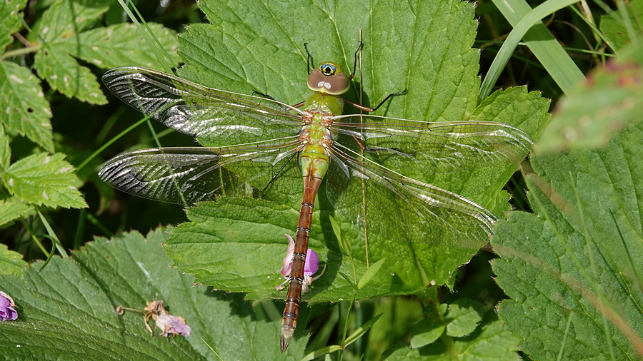 Libelle
