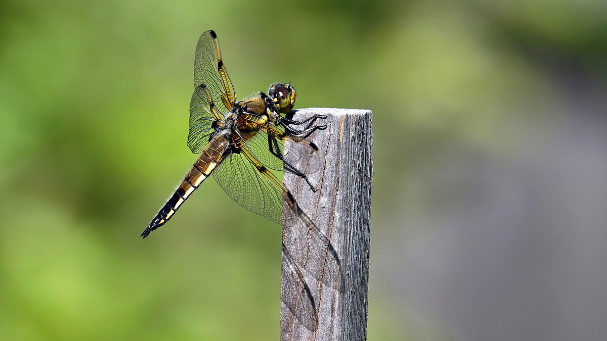 Libelle